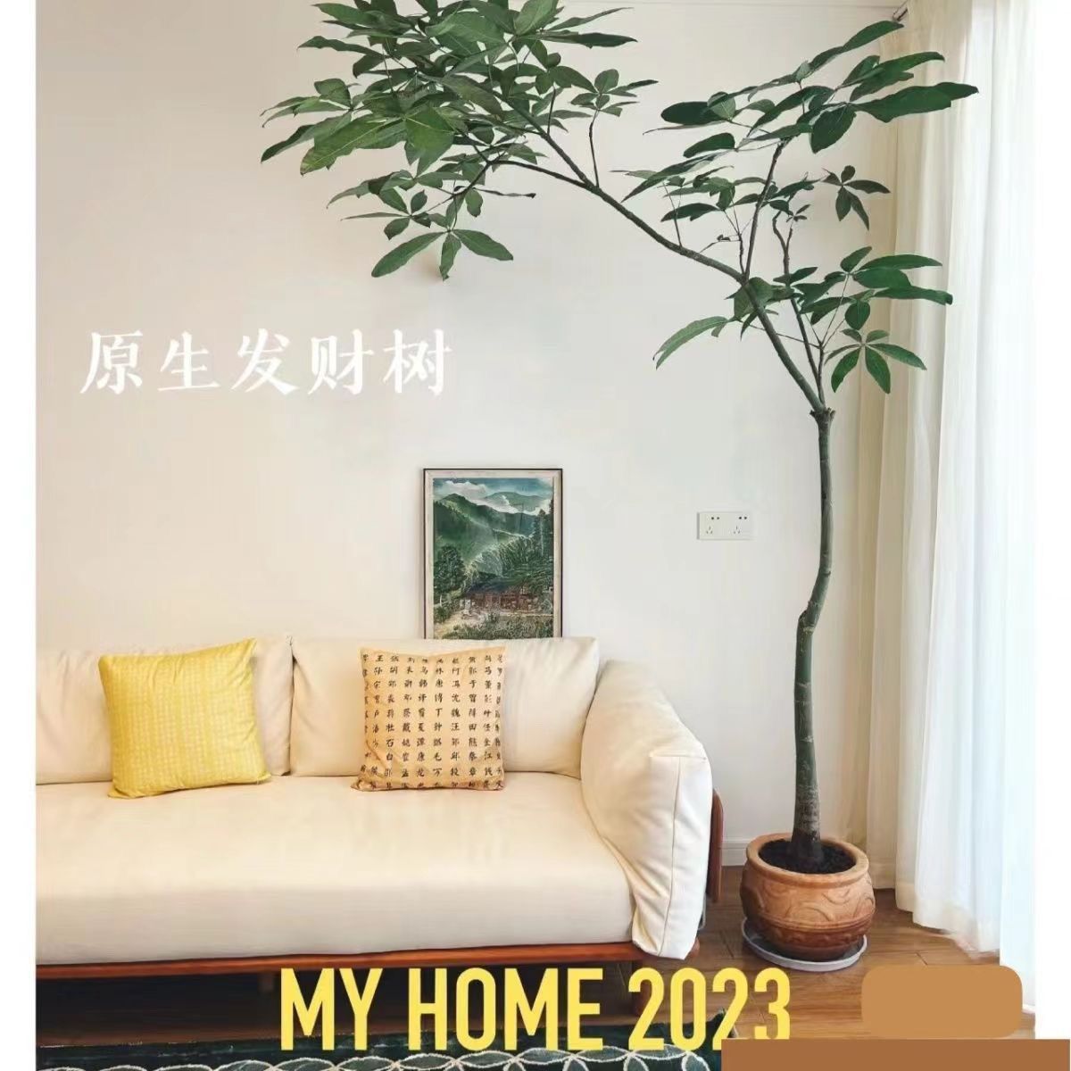 原生发财树盆栽造型大型绿植室内庭院客厅净化空气观叶网红植物