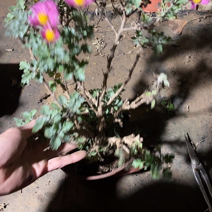 冬***梅30菊花菊花菊花家