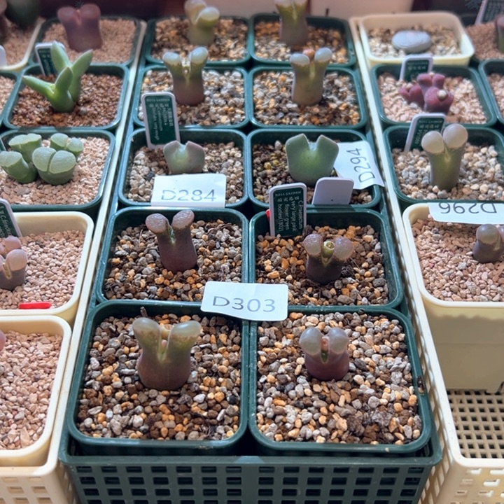 w303。1802。专拍88折后价