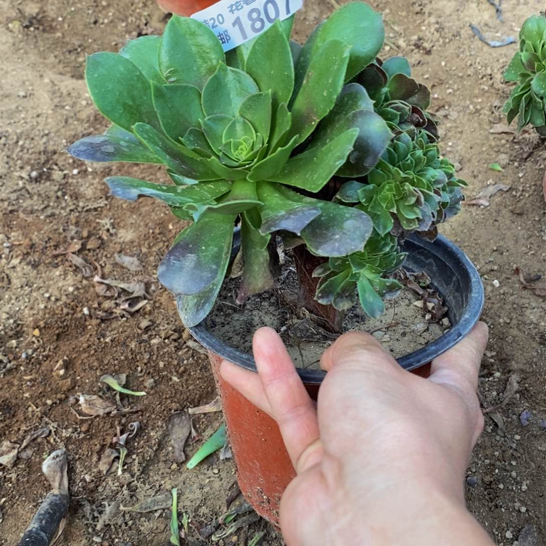 1807不凑单顺丰到付多肉植物