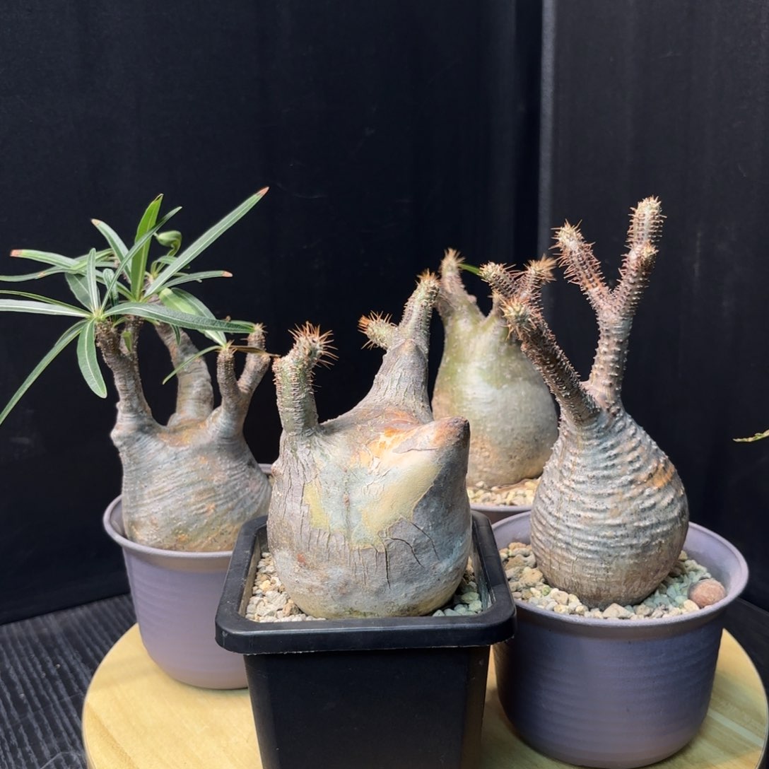 木  象牙宫熟桩带盆土