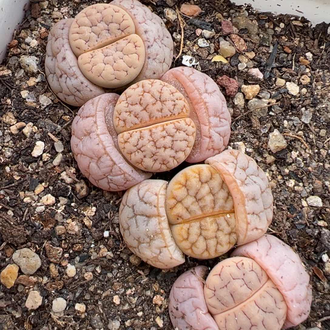 2.7好看的多肉852