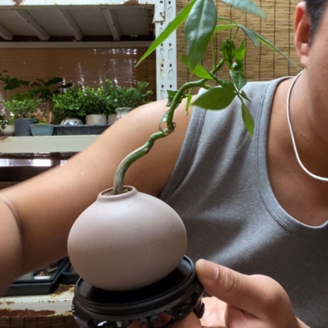 红陶一物一拍所见即所得127