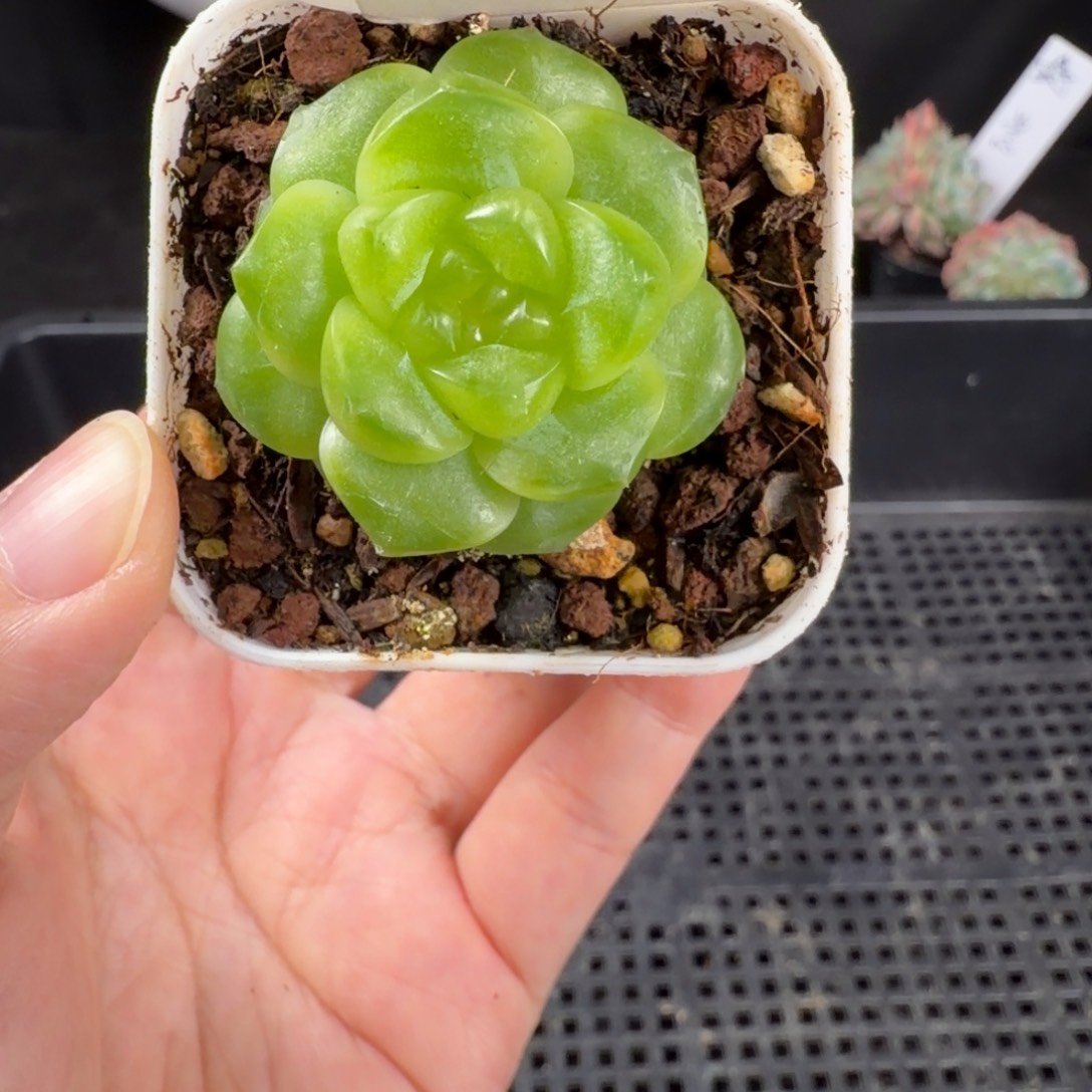 珍妮单头新品242号