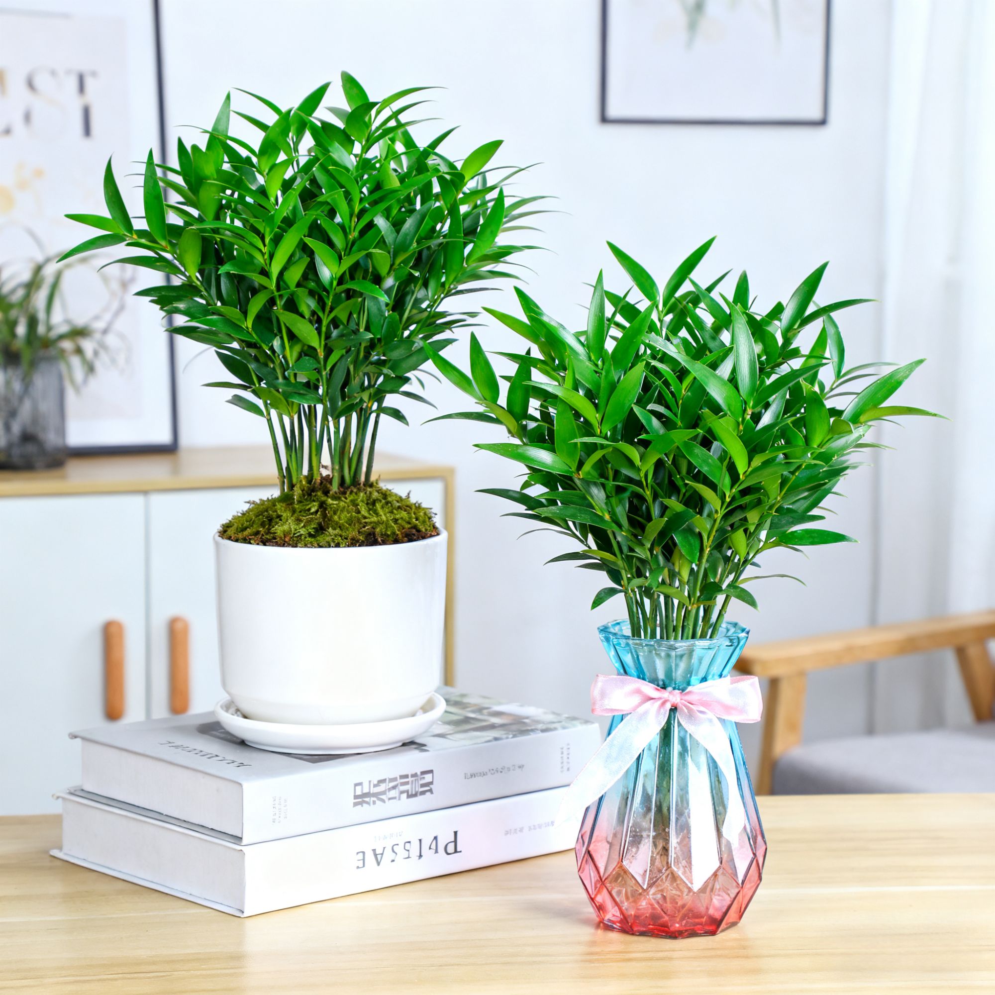 【水培土培】竹柏盆栽室内耐寒客厅桌面四季常青好养易活花卉绿植