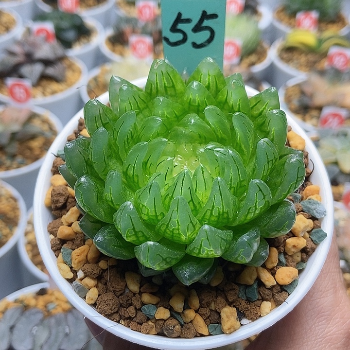 55樱变女神123456789