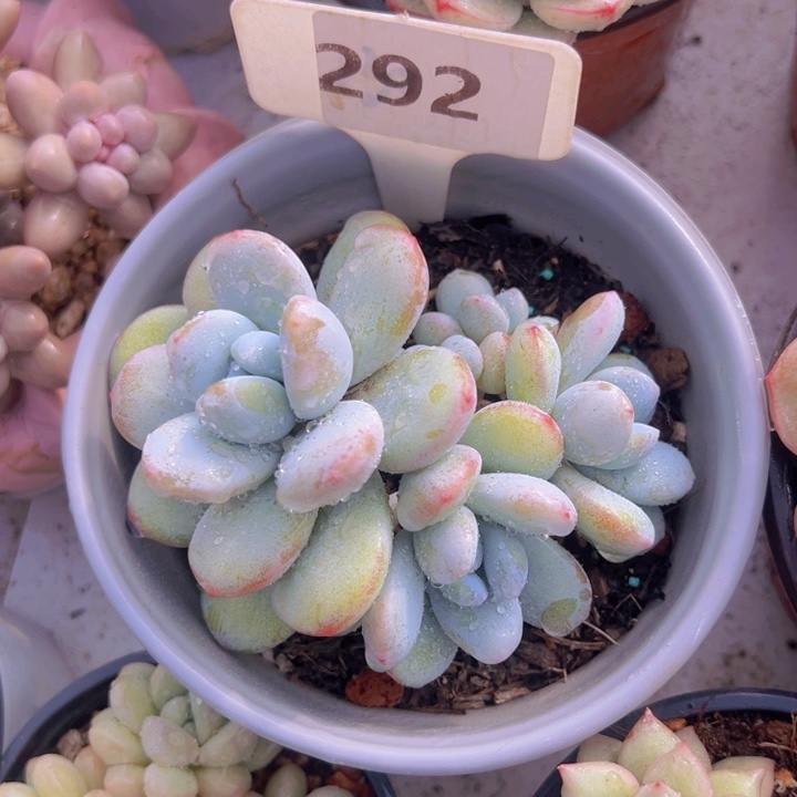 健健康康平平安安