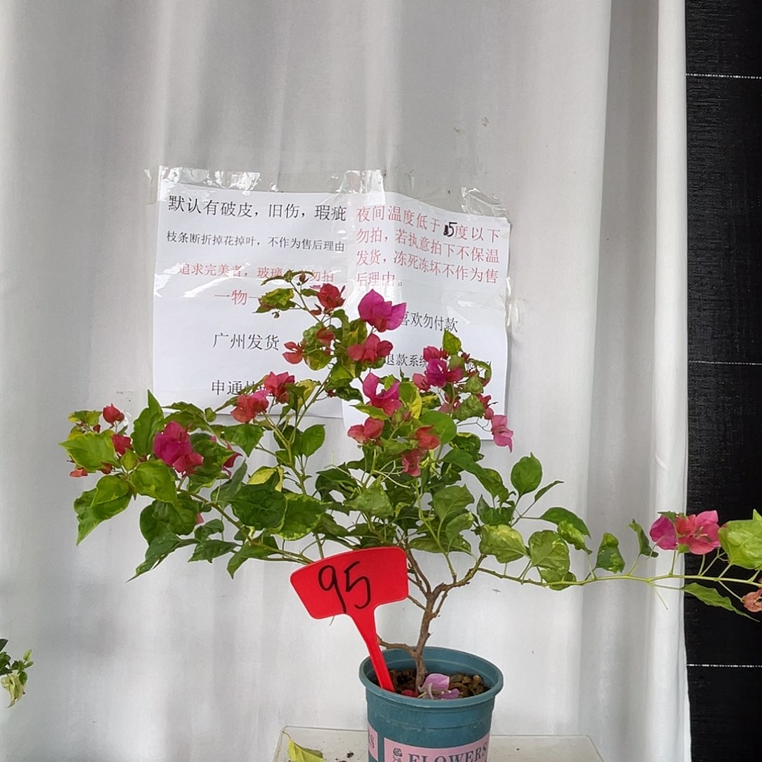 当前无花栽培后可以开花95香港丽人细杆子