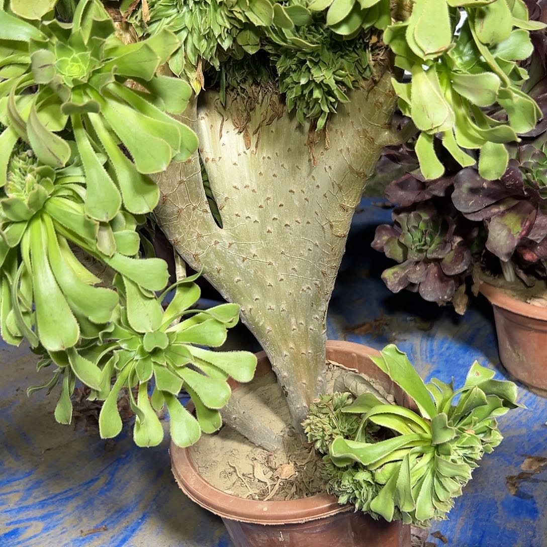 多肉158植物原始绿缀花