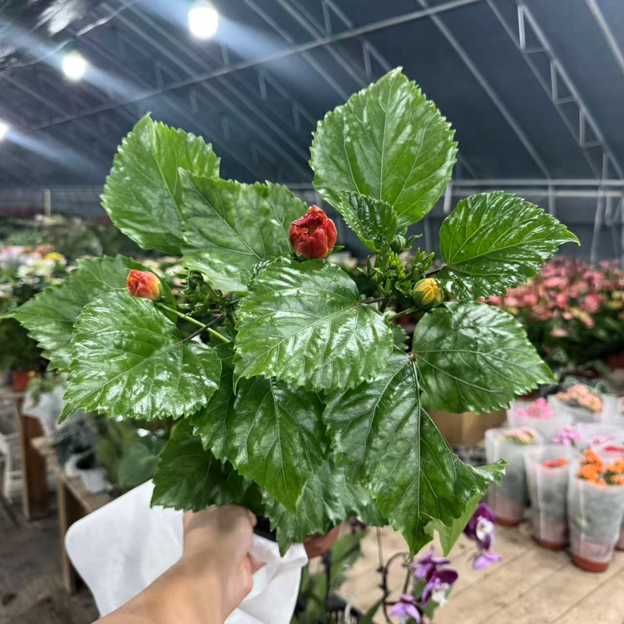 【李先生家】（变异金七彩）丹麦木槿室内观赏盆栽（原盆直播间为准）