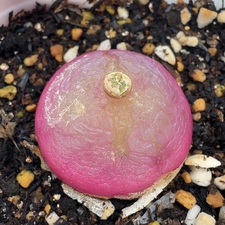 老马生石花2.7灯泡1014