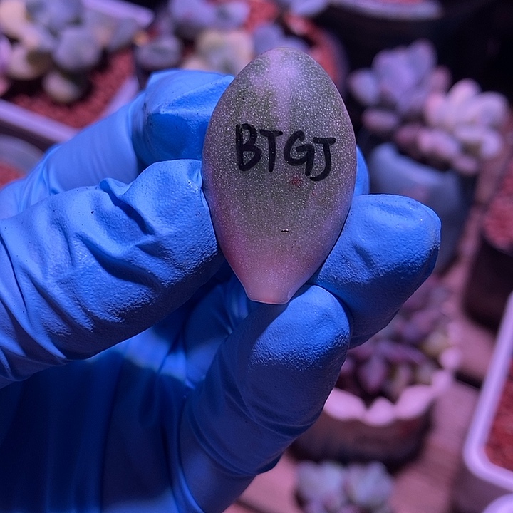 涵****白糖果美人锦多肉植物