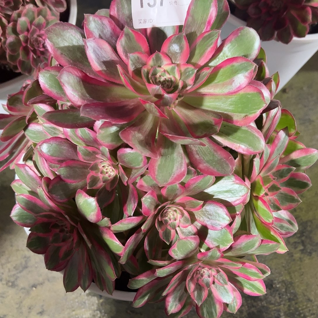 157云和多肉法师植物