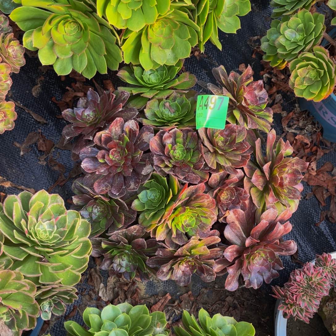 花月夜法师朵朵1-11
