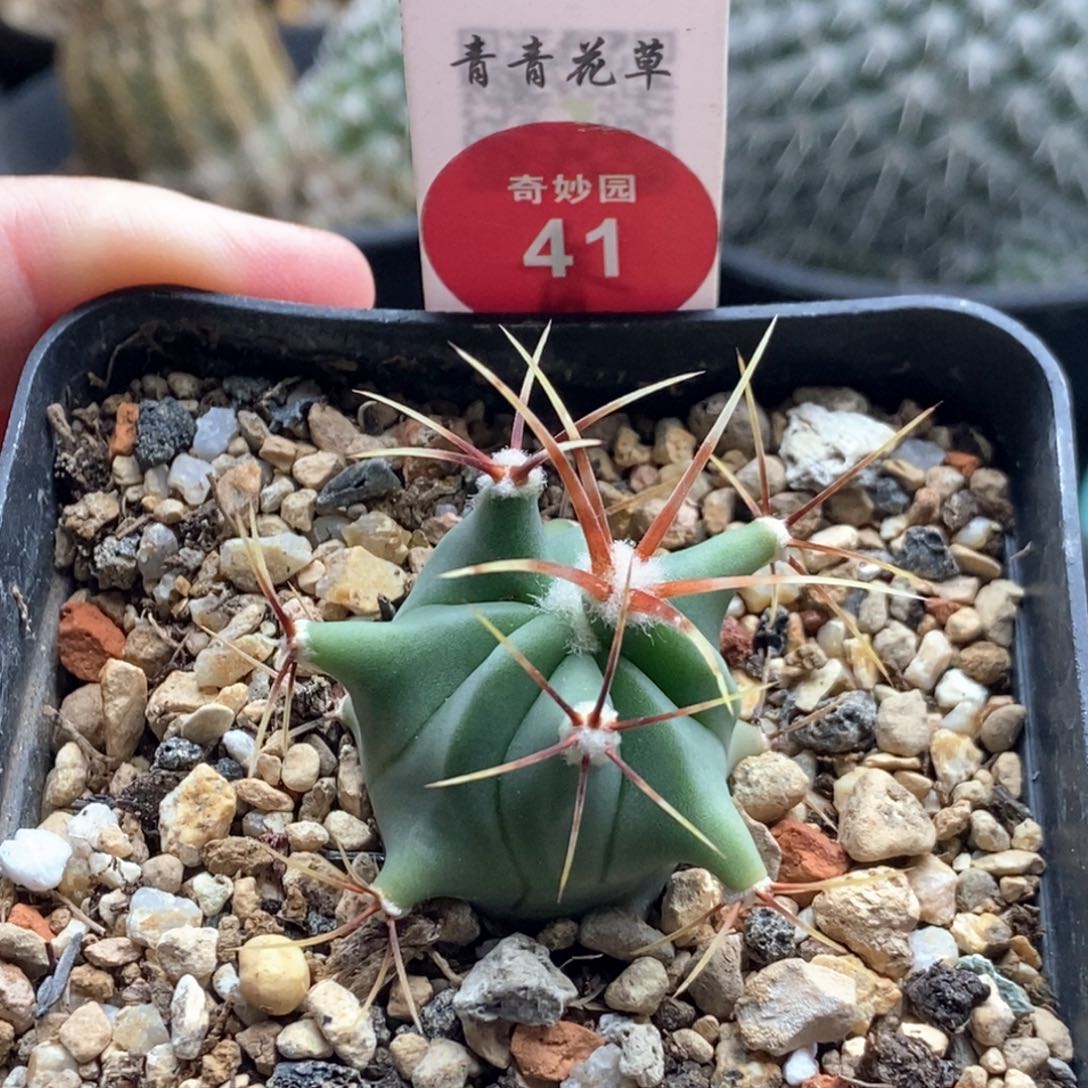 输入花刺春楼一颗仙人球
