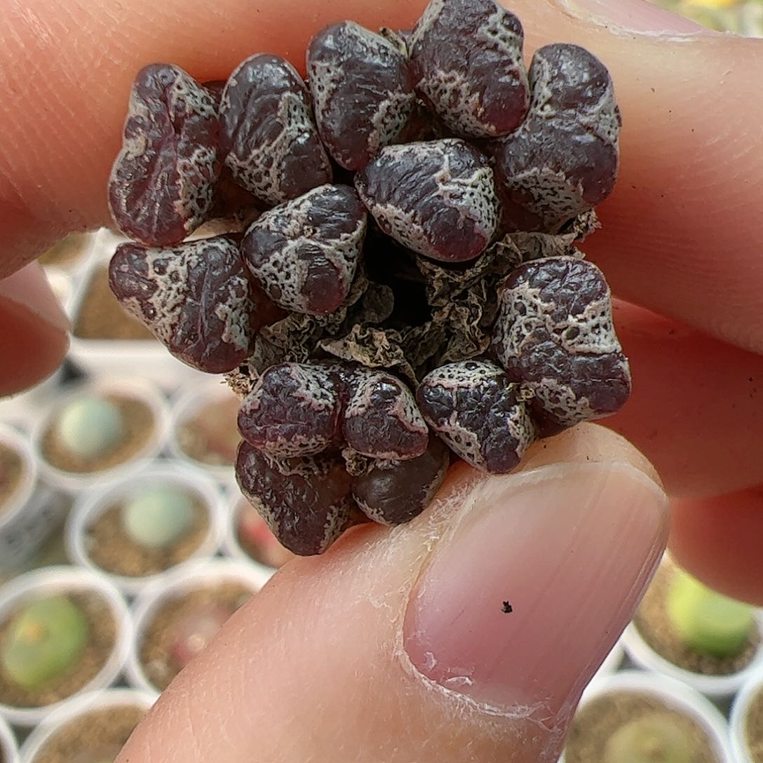 【闪购商品】376 蝴蝶