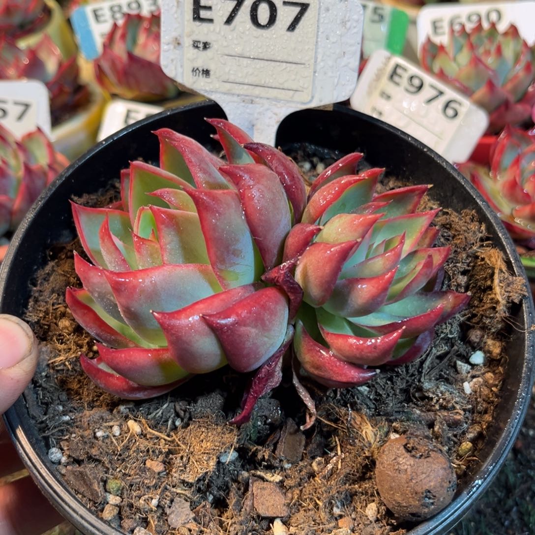 惊鸿一瞥707号多肉