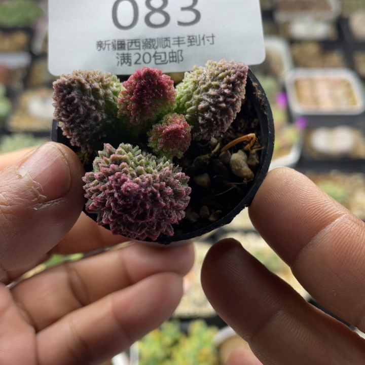 佳人园艺老周多肉上福利啦水泡083