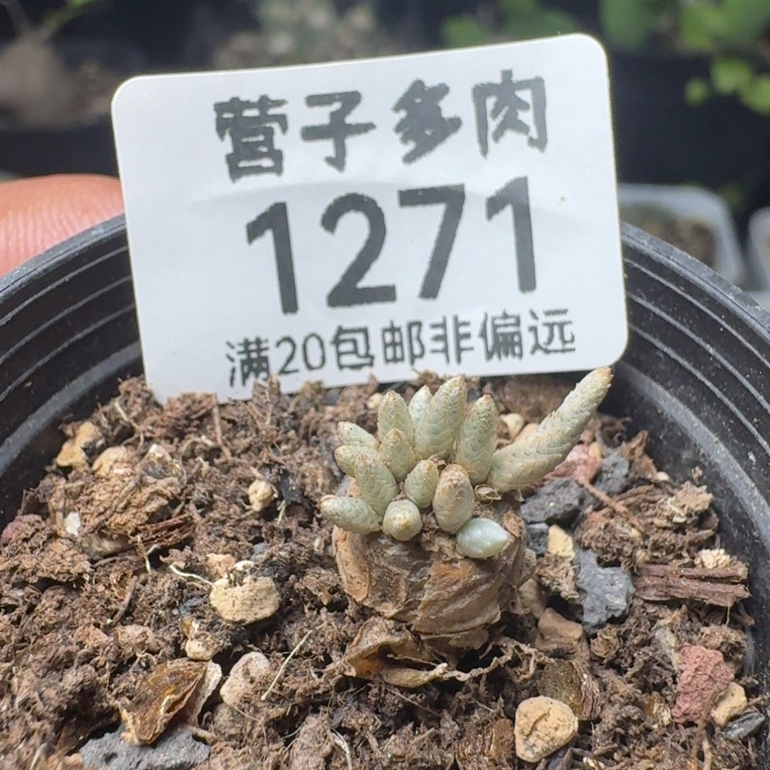 红花韧锦带盆土。     