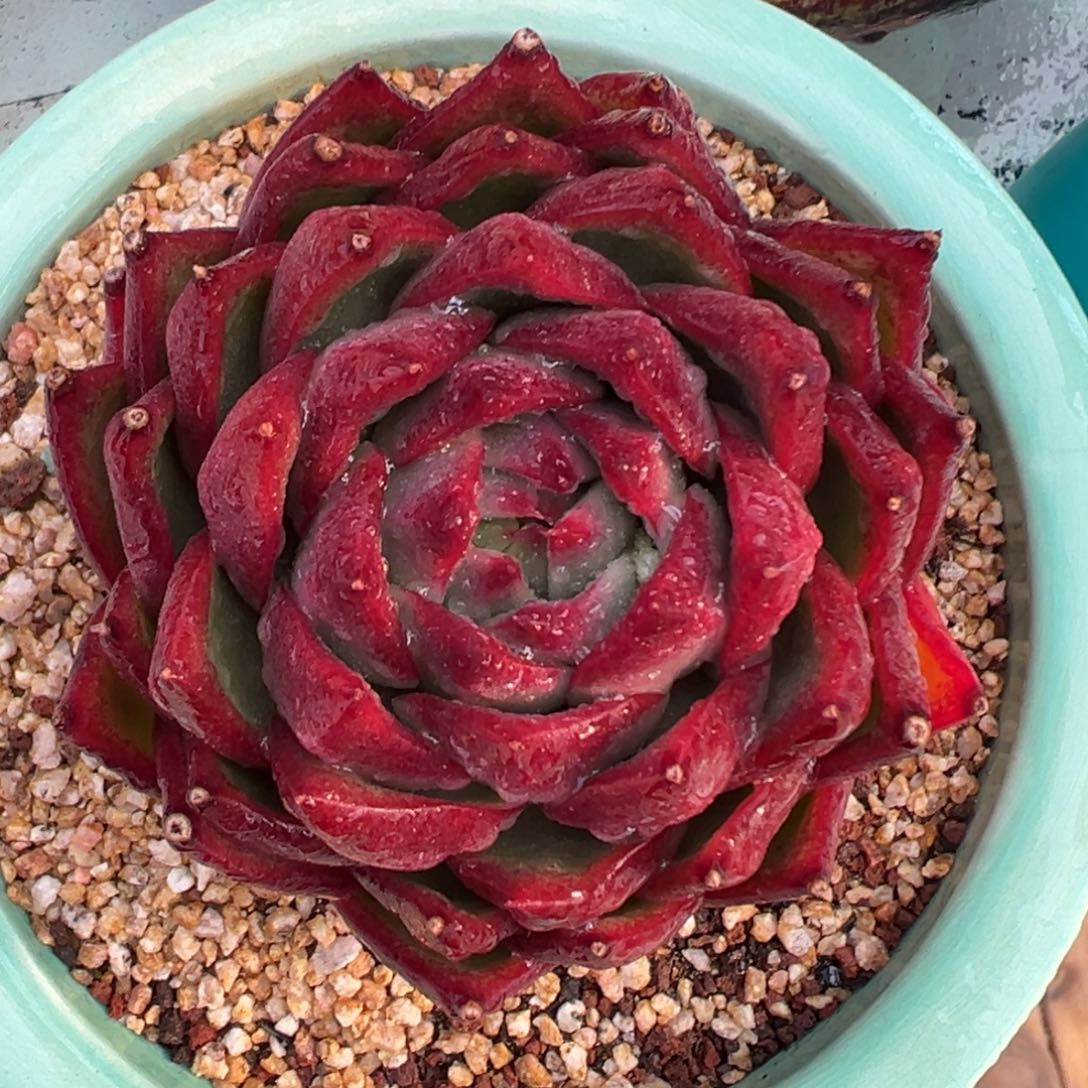 多肉一物一拍0313-水母