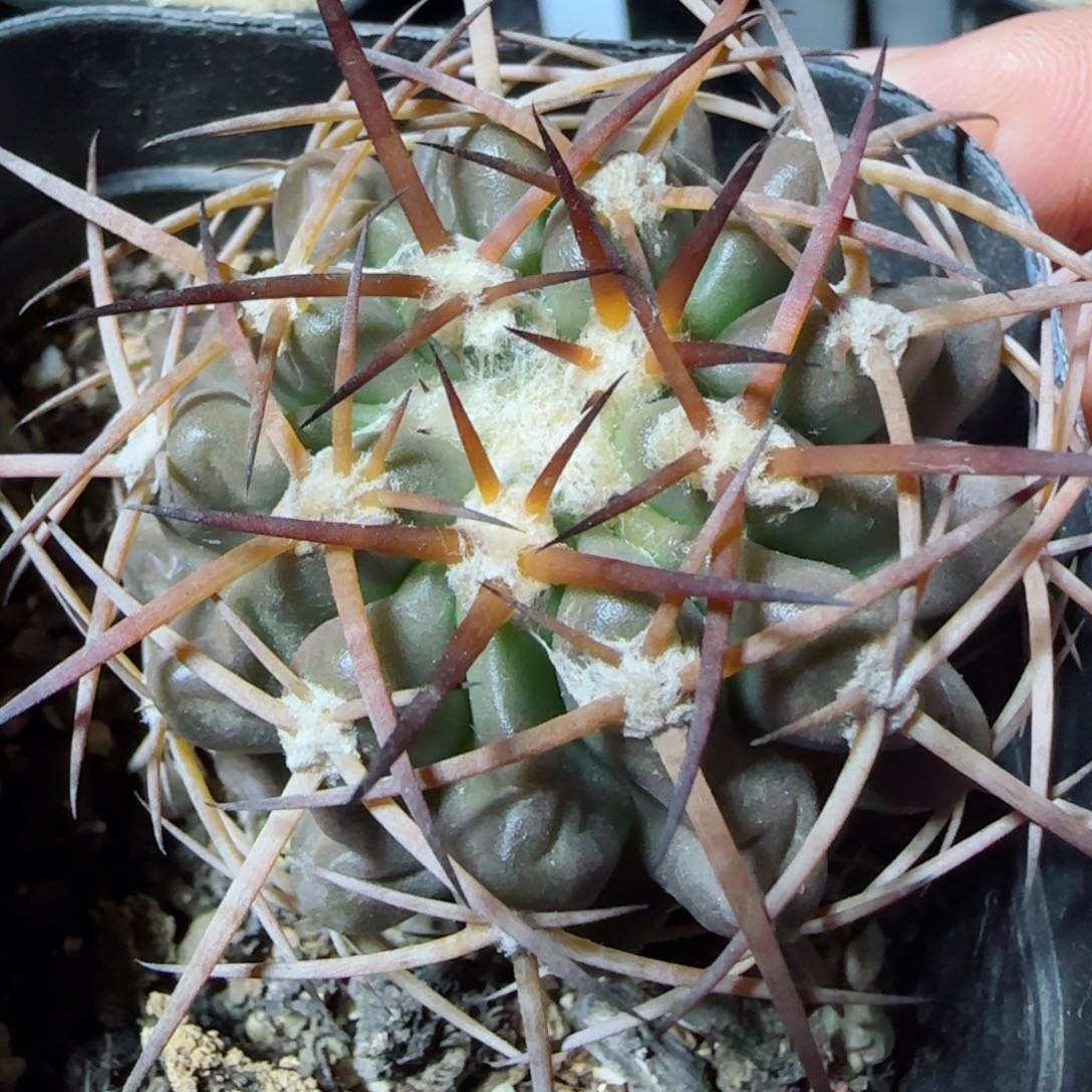 A57实生狂刺圆盘玉多肉