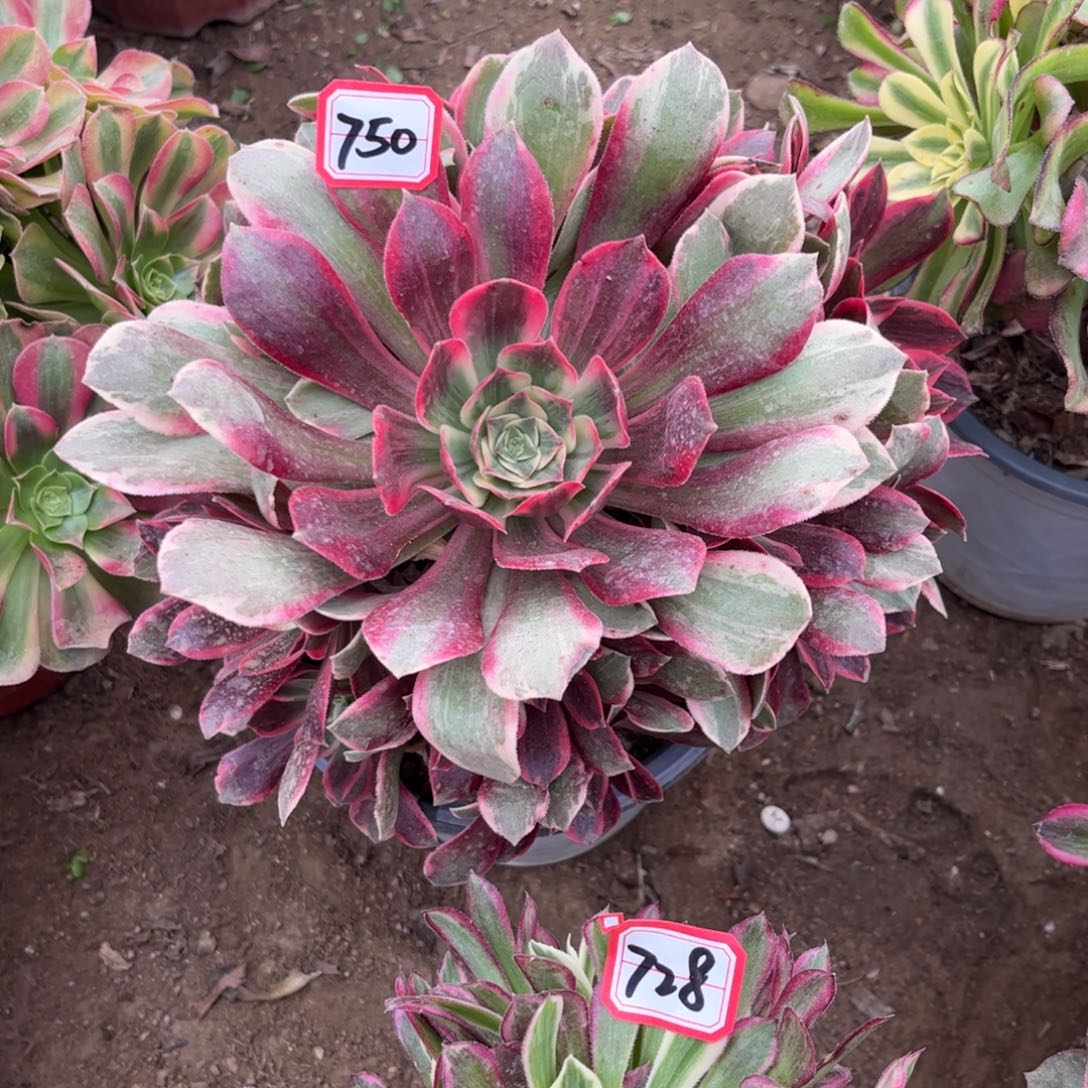 750多肉植物浣纱法师