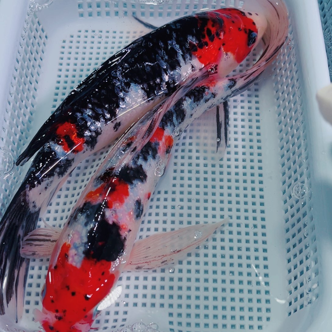 锦鲤锦鲤冷水鱼观赏609