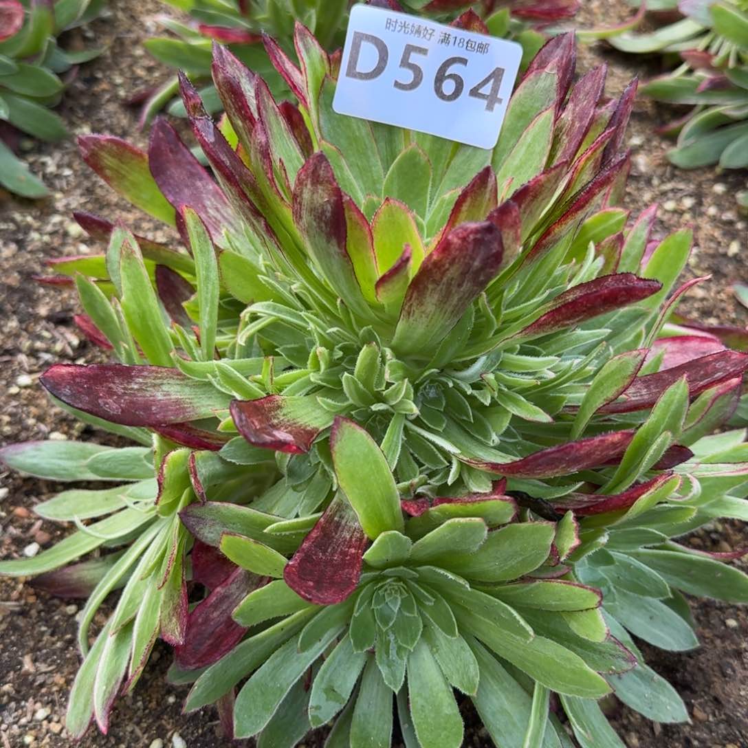 564星黛露多肉植物