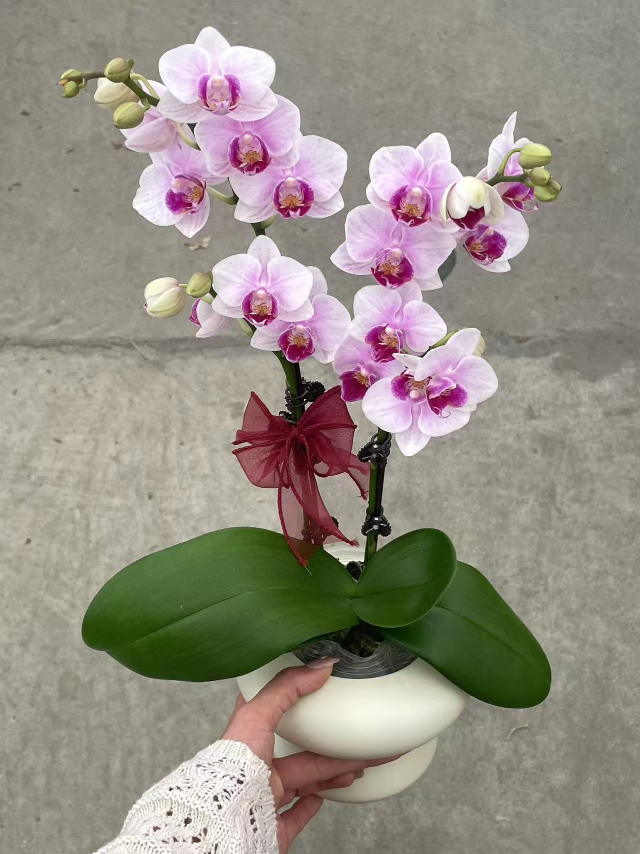 鲜花【小白兔】粉色带晕染色系蝴蝶兰室内种植观赏送礼带花发货
