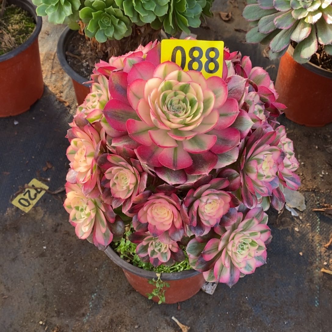 青城多肉法师088