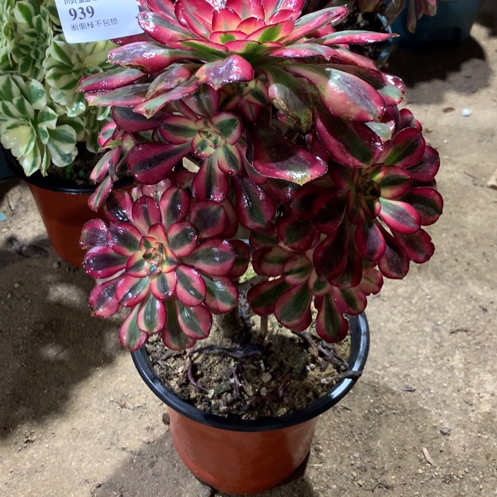 939香奈儿多肉植物特价