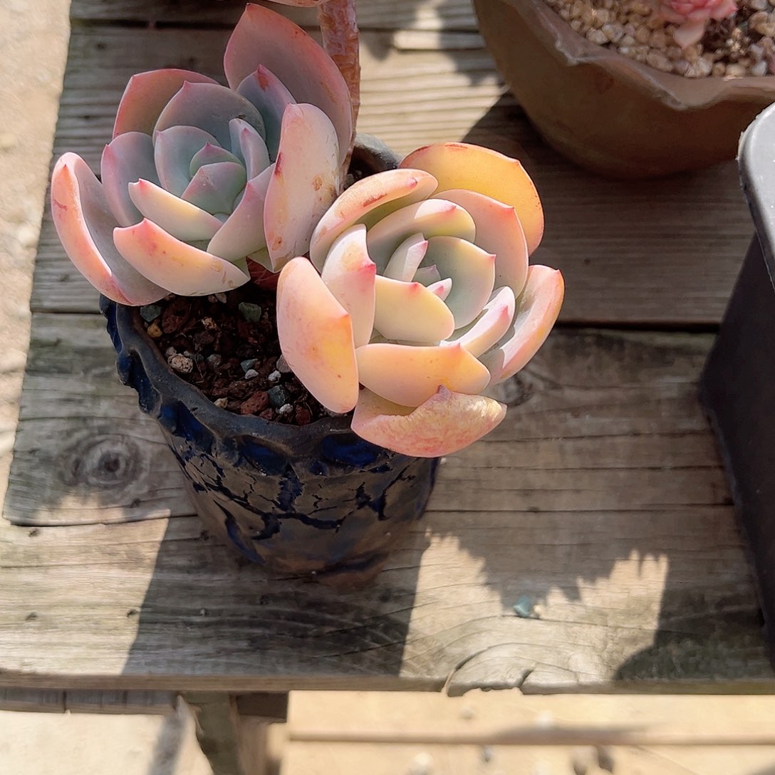 千*白风多肉植物脱土