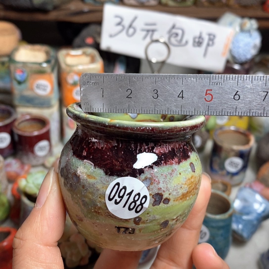 花盆拍5送一个小礼物