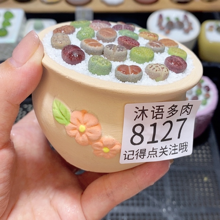 带盆土植物 精美盆栽8127