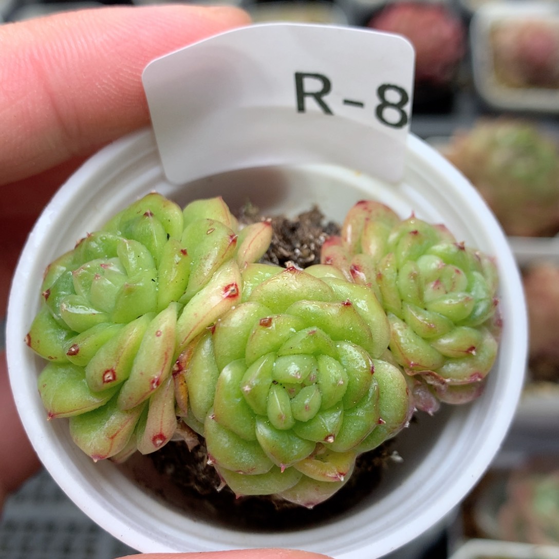 R8秃子绿透珍妮Q42