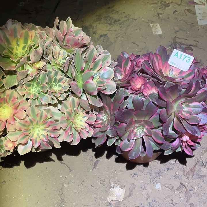 @***@多肉植物断枝不包173黑魔锦妖月