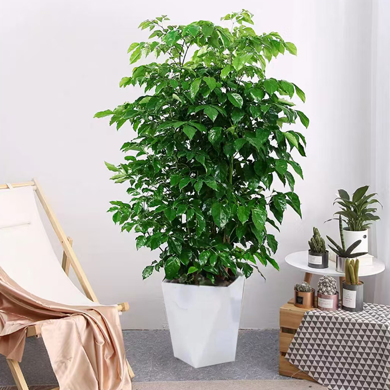 100-120cm不砍根老桩丛生幸福树室内观叶绿植 四季常青