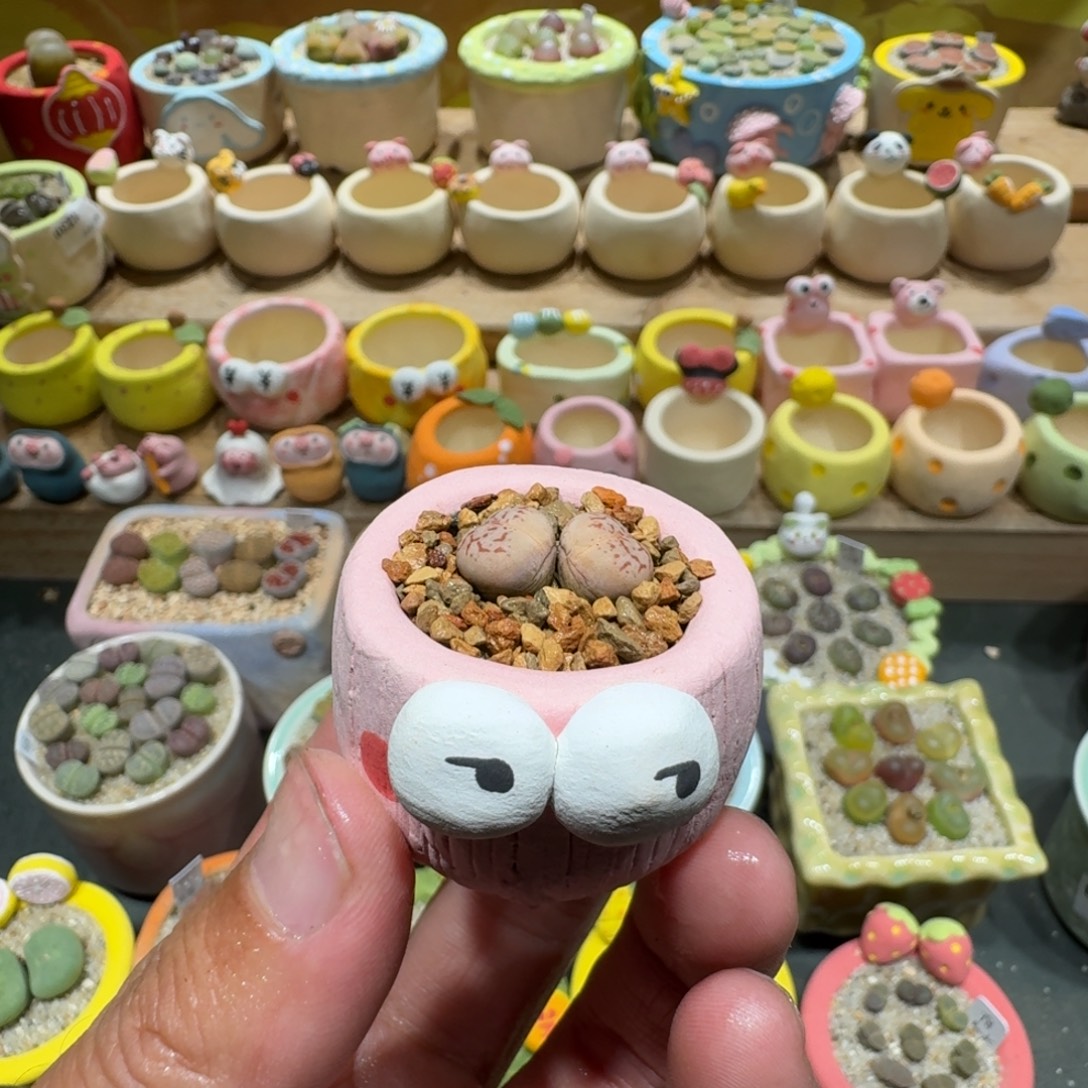 z****蘑菇1271大白多肉植物