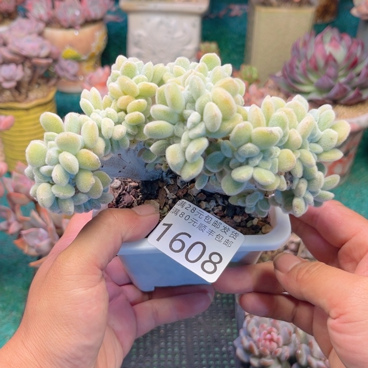 大1608、xvxbxbcbvnn