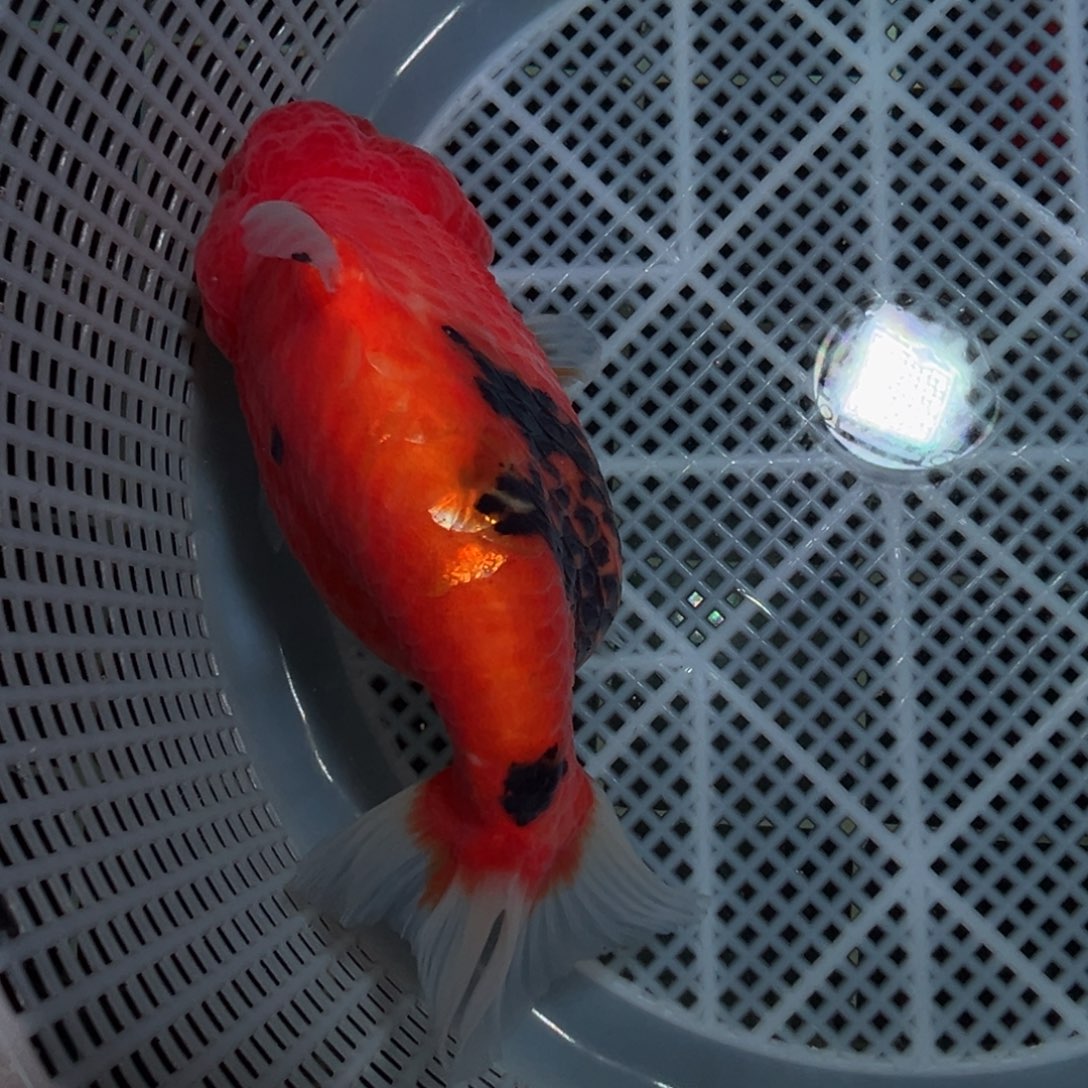 不***代金鱼潘氏金鱼兰寿金鱼