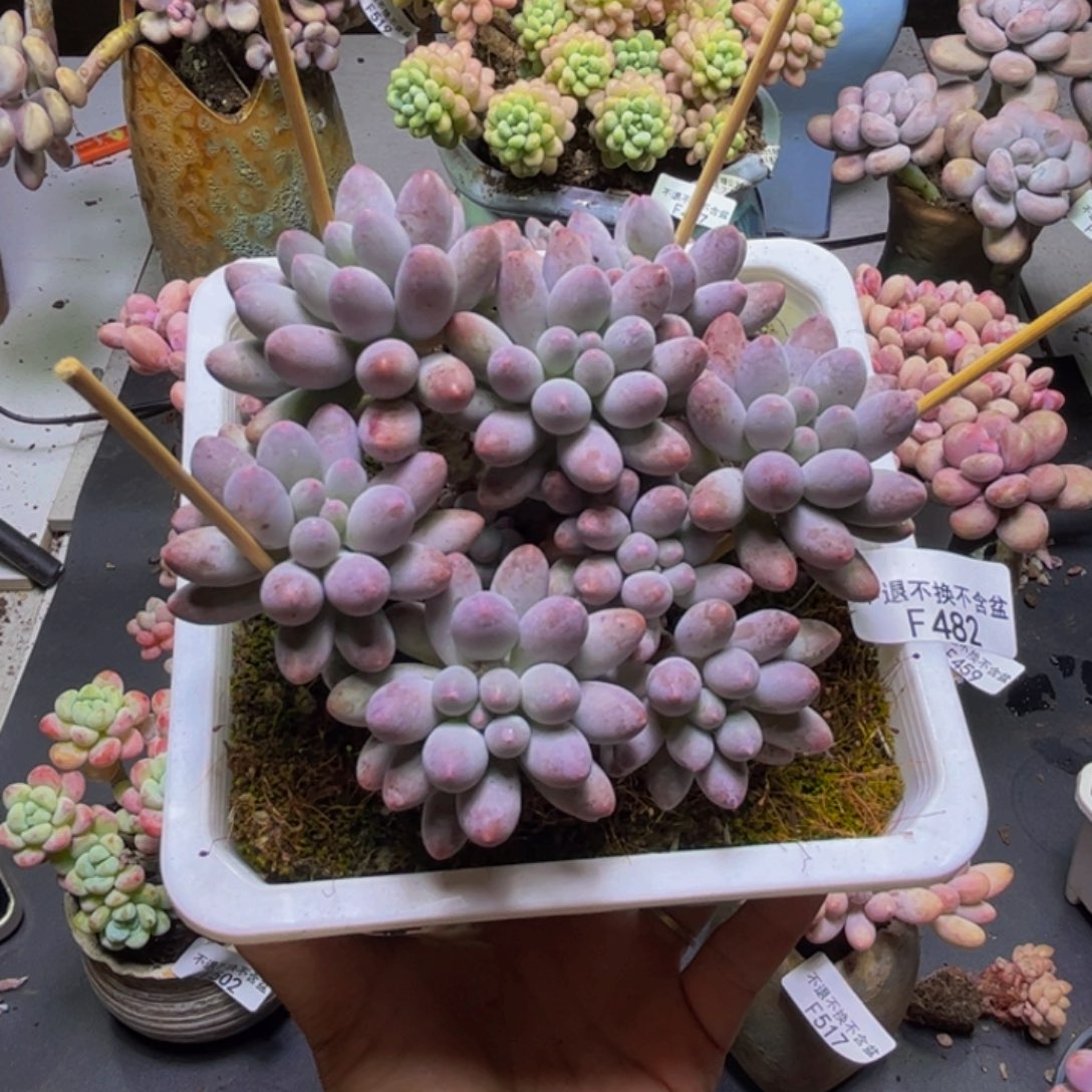 婴儿手指482/10cm多肉