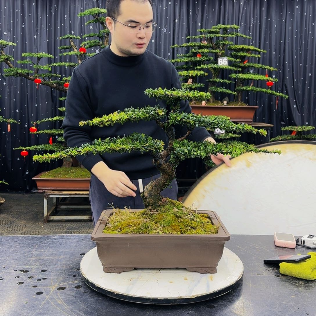 松树柏树造型盆景