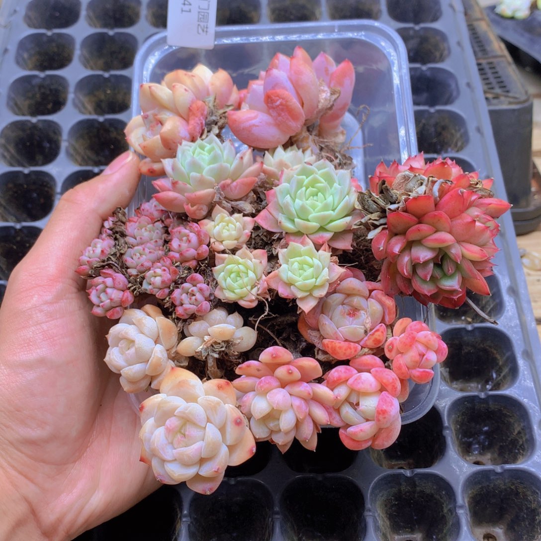 今***乖我要去看你了啊041