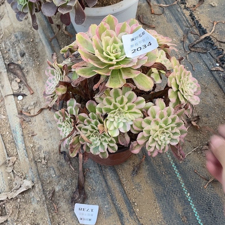 2034红铜白法师多肉断枝不售后