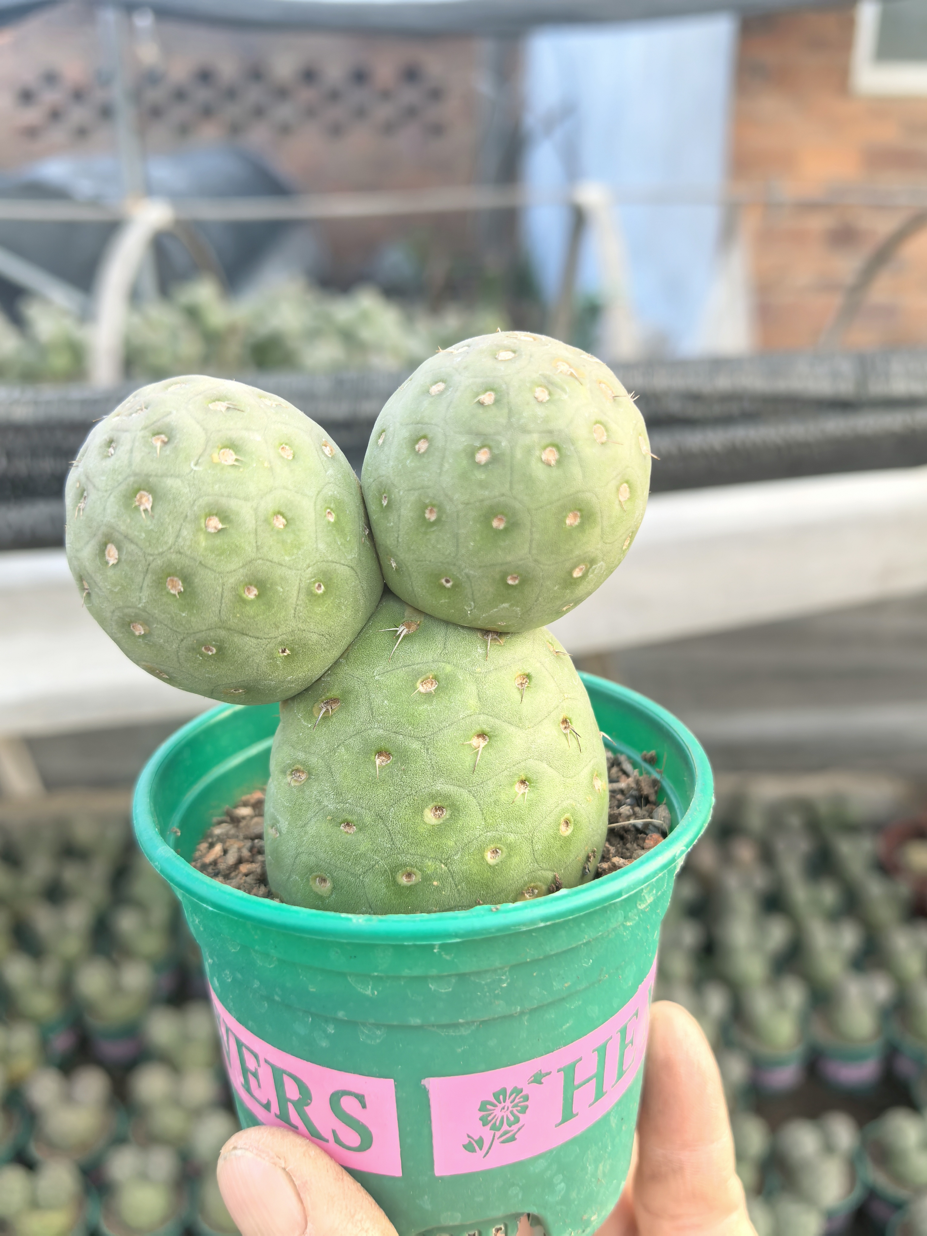 米奇头习志野仙人球可变紫色