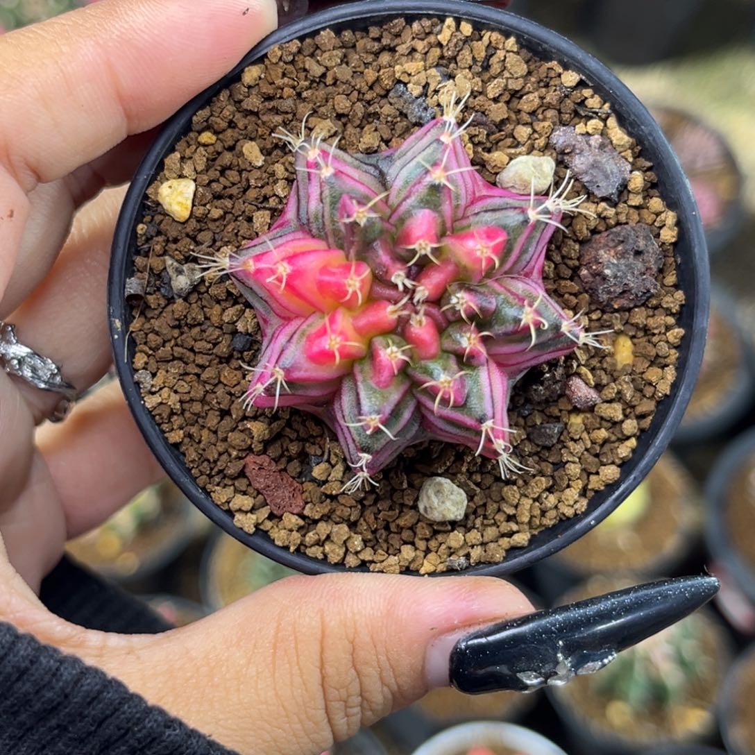 泰系米哈锦 带盆土发货