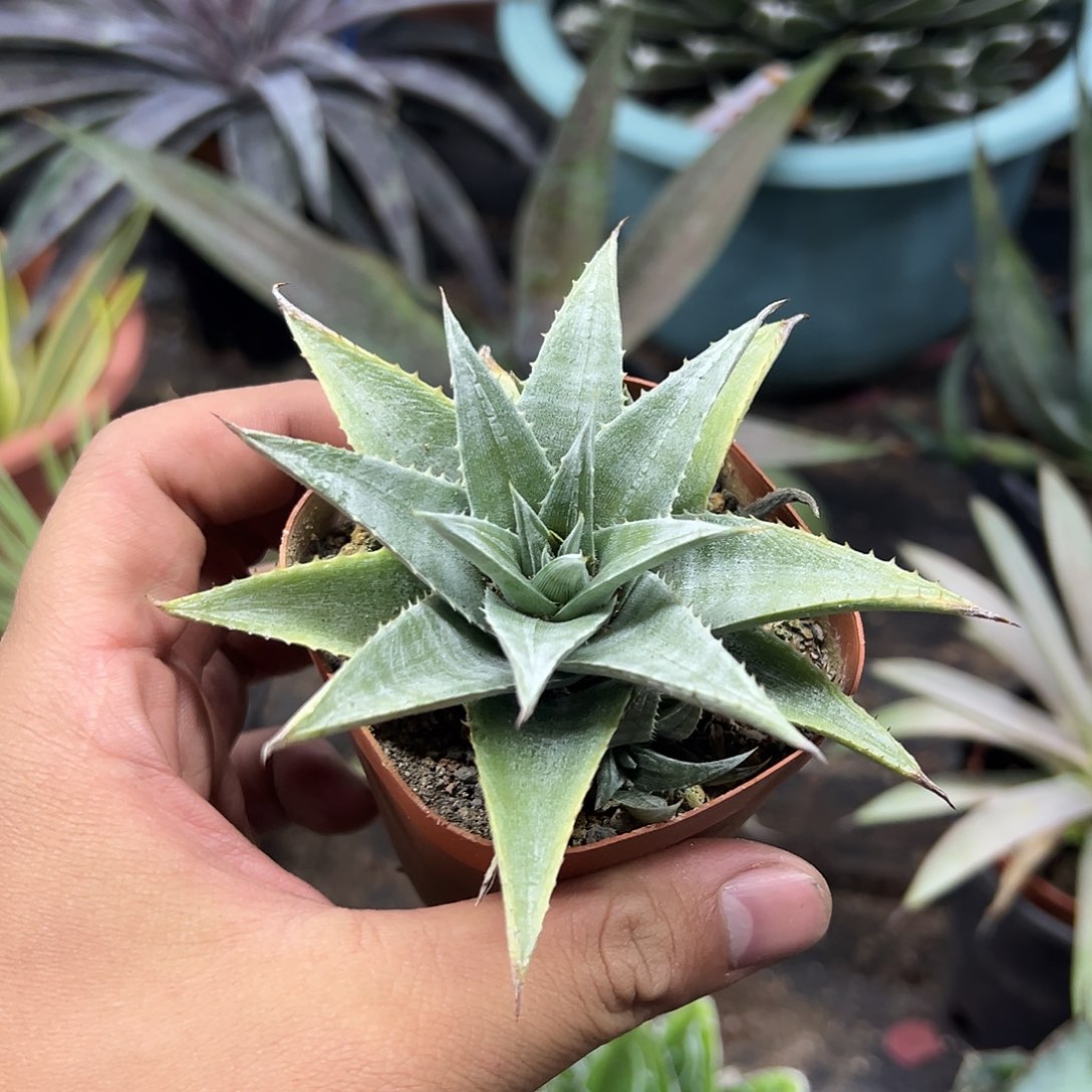 沙漠凤梨沙漠凤梨