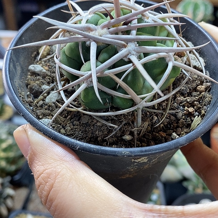 23号实生五十玲碧岩玉含刺7公分