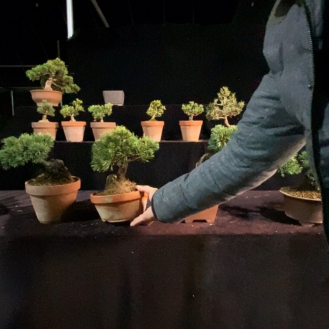 无花朵五针松瑞光光大阪的