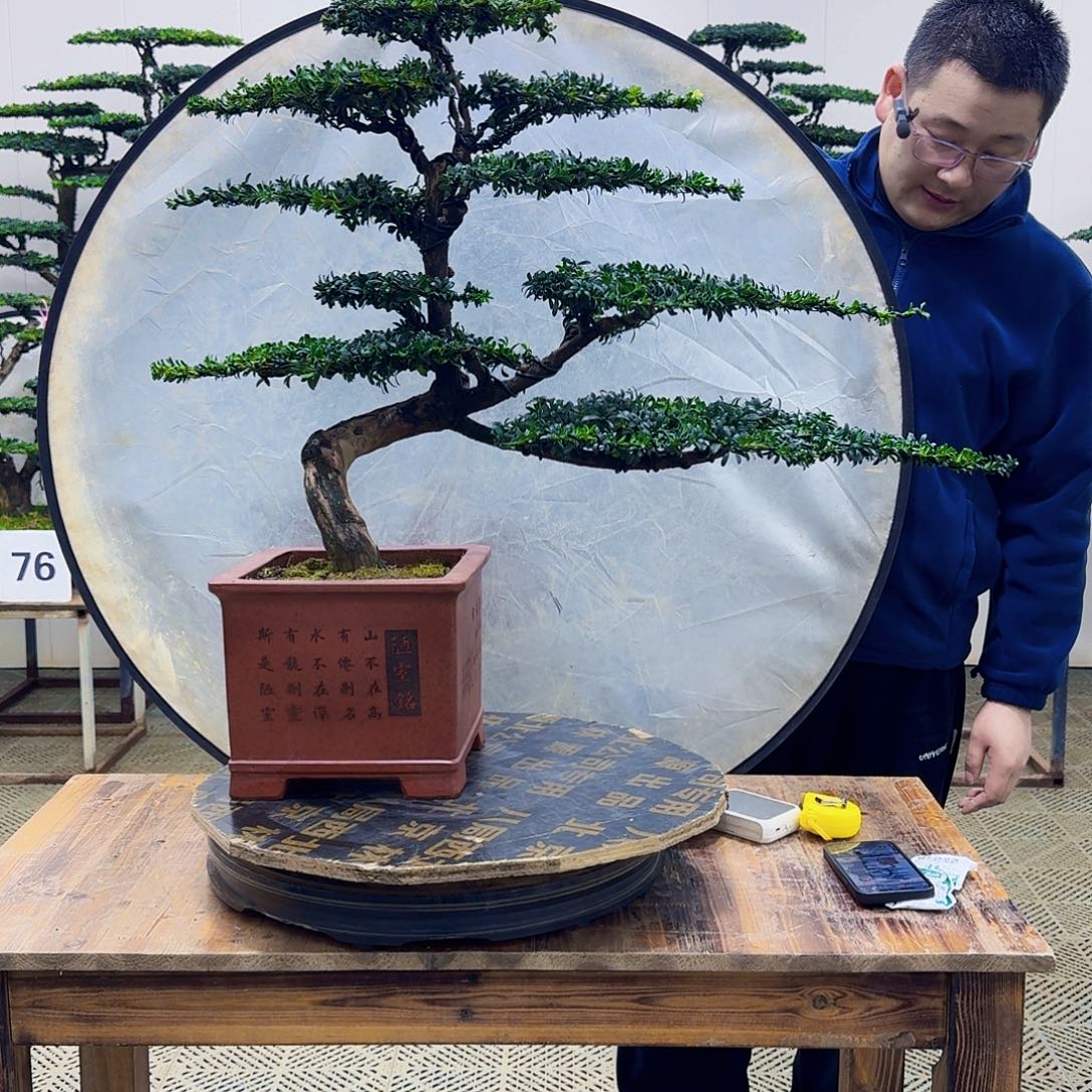 无花朵珍珠红芽罗汉松造型盆景